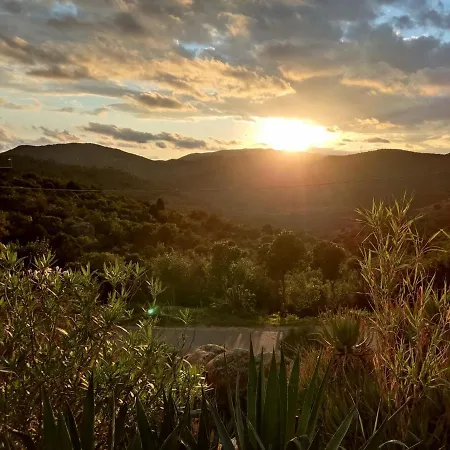 Aloe & Cactus * شيا