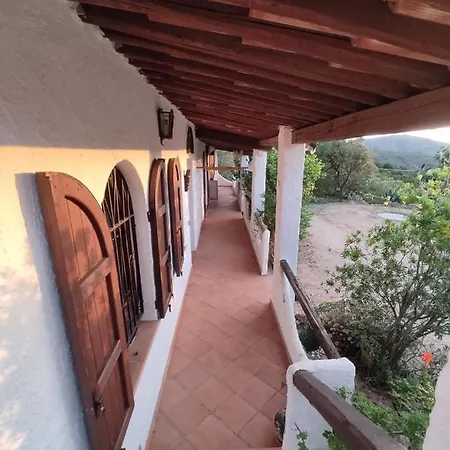 Aloe & Cactus شيا