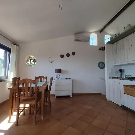 Aloe & Cactus * شيا